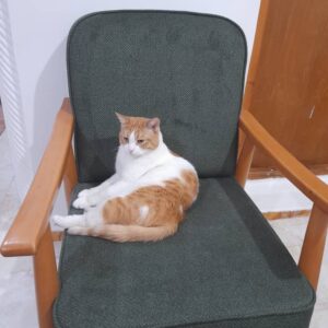 واگذاری گربه مهربون در رشت