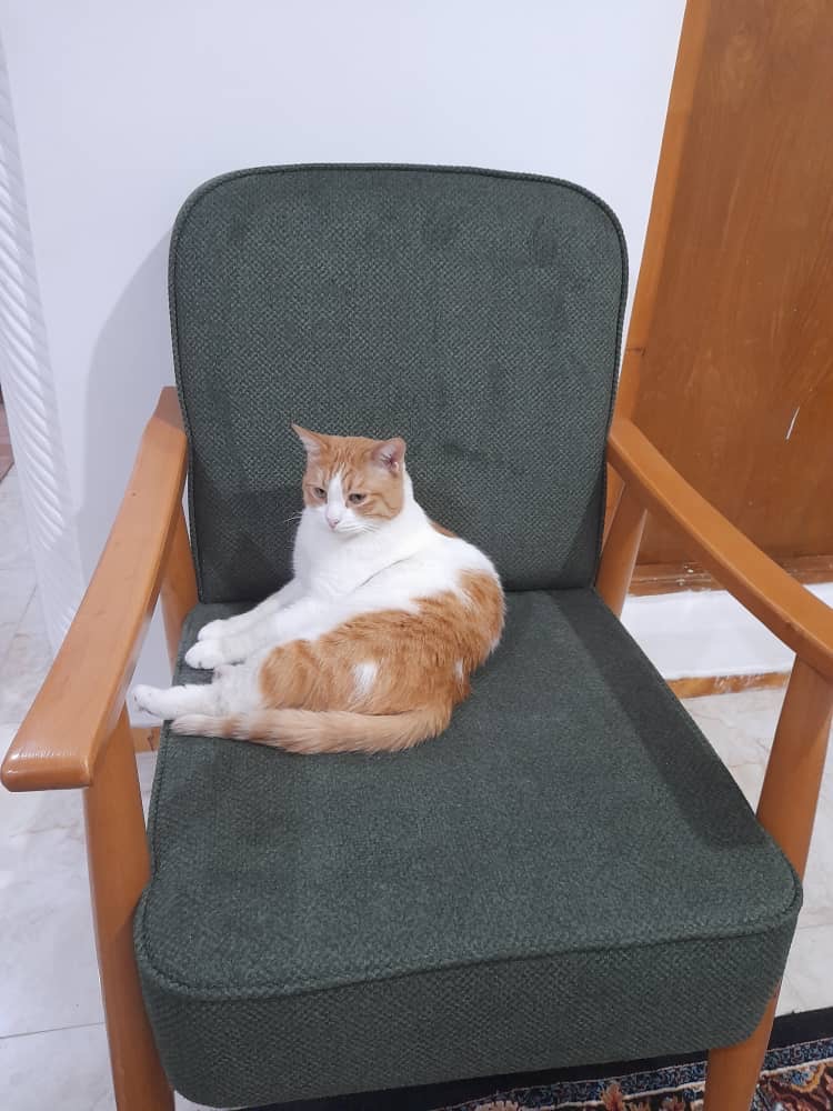 واگذاری گربه مهربون در رشت