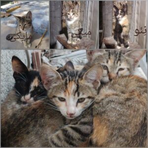 واگذاری فوری سه بچه گربه (چابکسر)