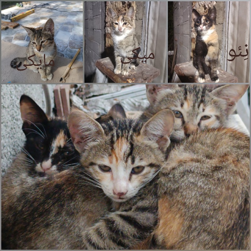 واگذاری فوری سه بچه گربه (چابکسر)