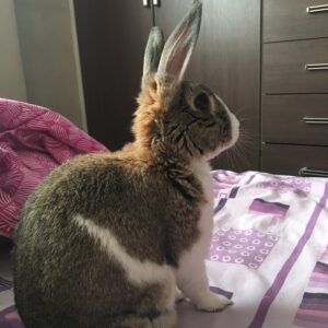 واگذاری خرگوش بعلت مهاجرت سرپرست