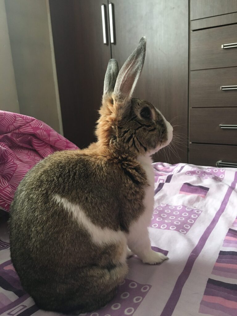 واگذاری خرگوش بعلت مهاجرت سرپرست