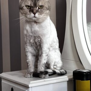 واگذاری گربه بریتیش