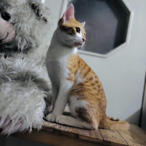 بهترین گربه ی دنیا