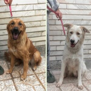 دو قلاده سگ نگهبان ماده( باهم)