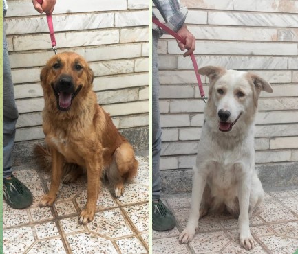 دو قلاده سگ نگهبان ماده( باهم)