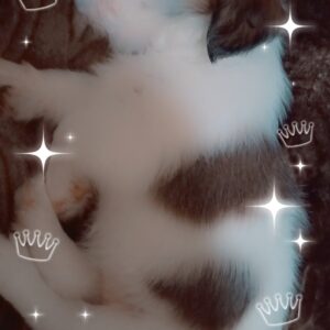 واگزاری سگ اپارتمانی