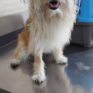 سگ آپارتمانی