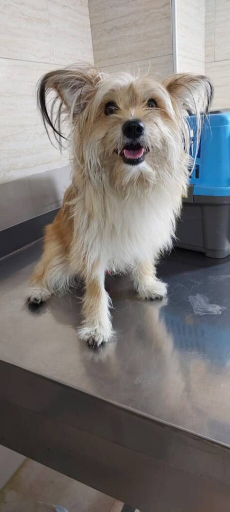 سگ آپارتمانی