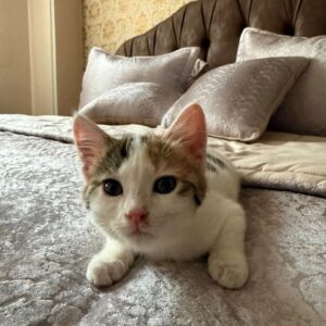 گربه ۲/۵ ماهه ماده