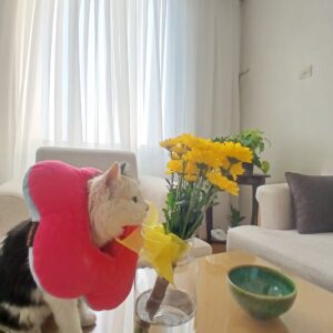 واگذاری گریه کالیکو