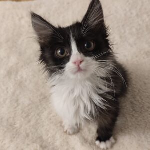 واگذاری بچه گربه