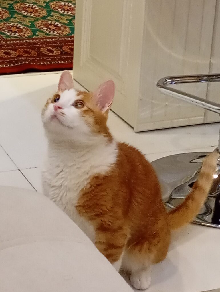 گربه کاملا خانگی