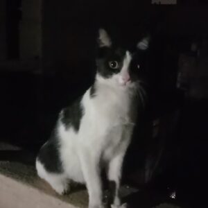 واگذاری گربە dsh