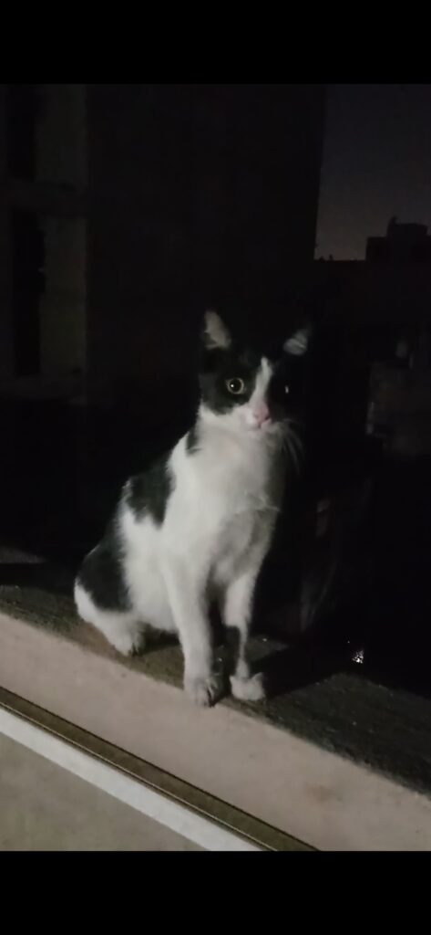 واگذاری گربە dsh