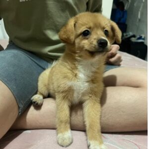 واگذاری سگ پامر نر