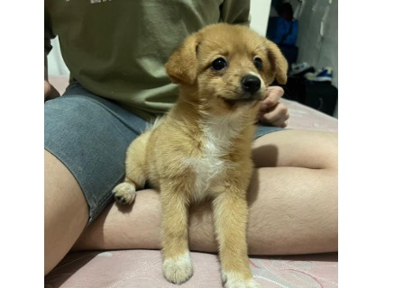 واگذاری سگ پامر و شیواوا ماده