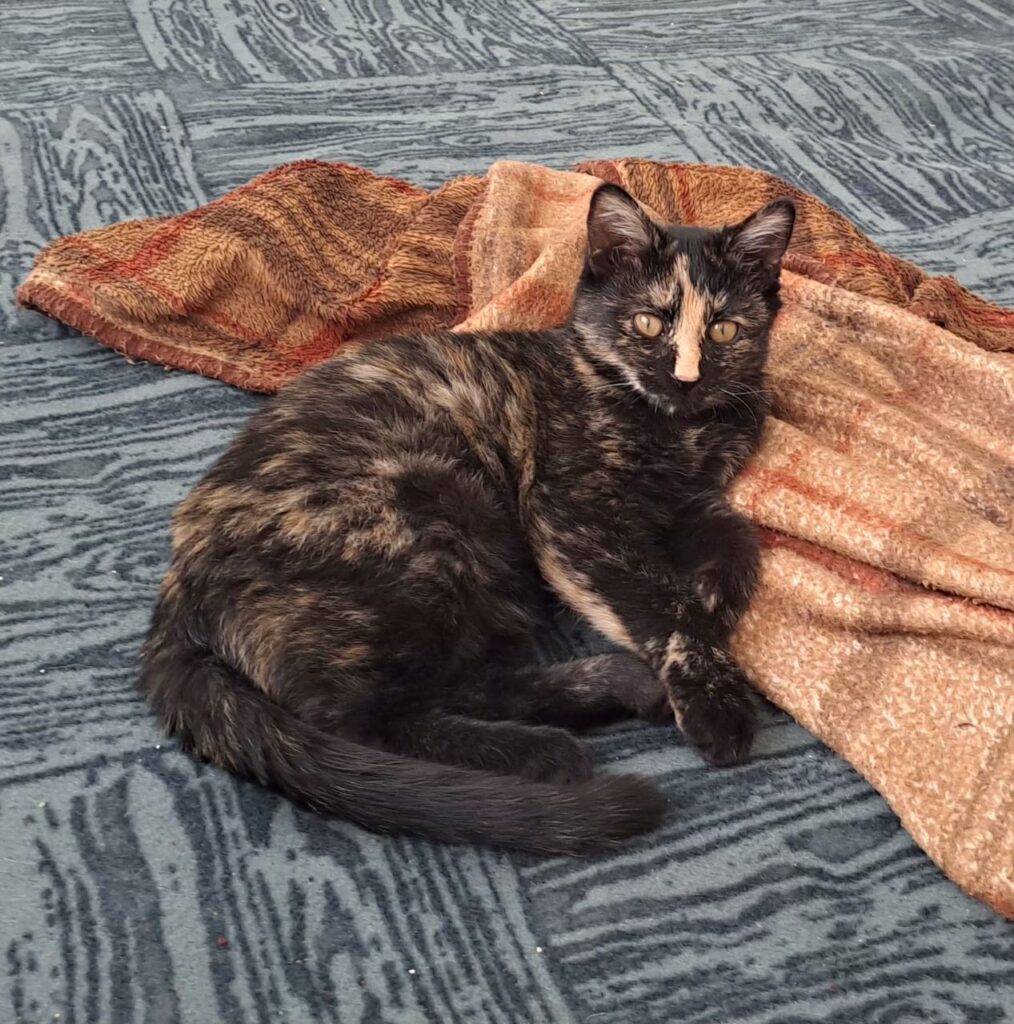 گربه سه ماهه