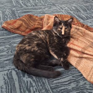 گربه سه ماهه