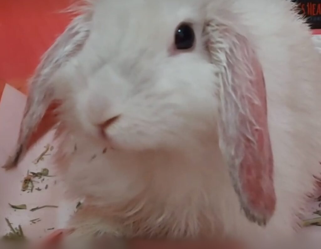 واگذاری خرگوش لوپ