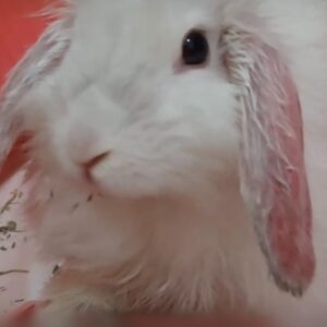 واگذاری خرگوش لوپ