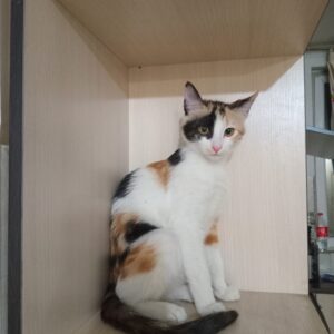 دو تا گربه ماده