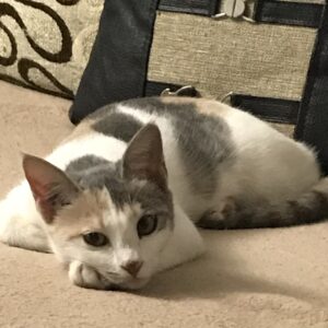 واگذاری رایگان بچه گربه