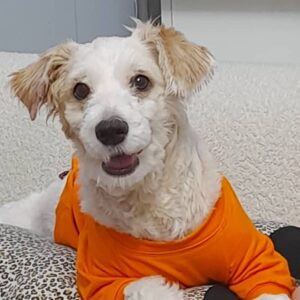 واگذاری تریر یک ساله