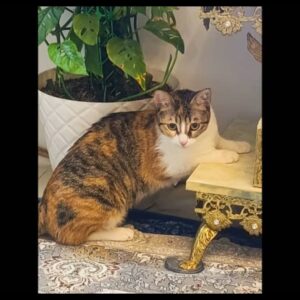 واگزاری دوتا گربه