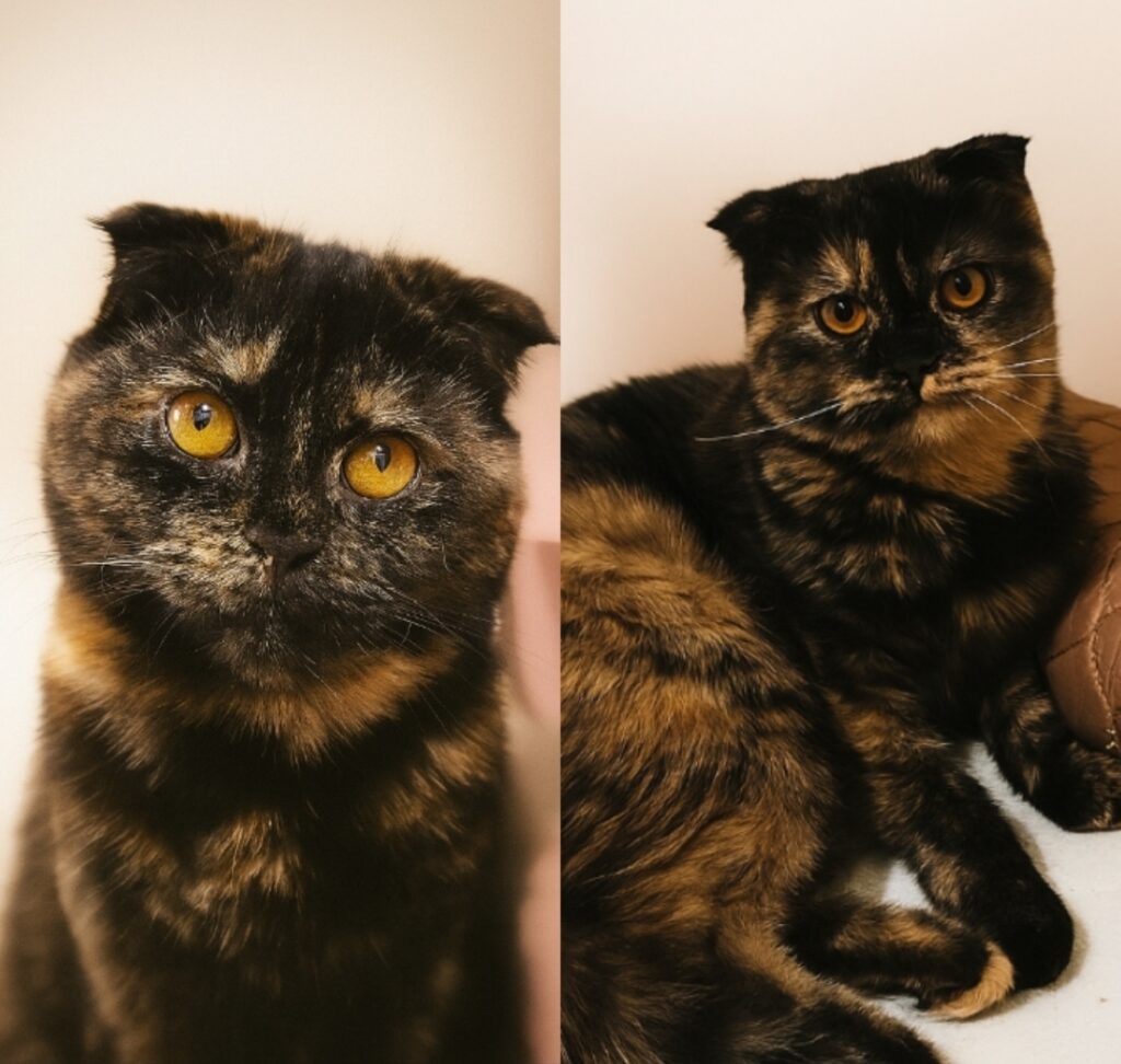 واگذاری دو تا گربه اسکاتیش فولد