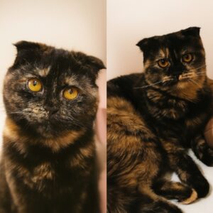 واگذاری دو تا گربه اسکاتیش فولد