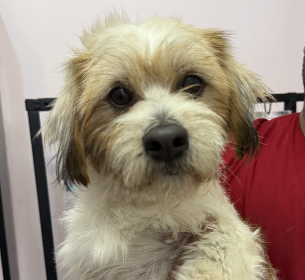 واگذاری شیتزوتریر