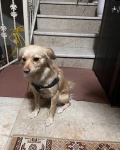 یک عدد پامر روباهی تربیت شده