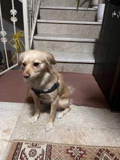 یک عدد پامر روباهی تربیت شده