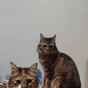 ۲ گربه دختر مو بلند DLH زیبا ۲ ساله عقیم شده