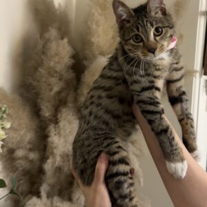 گربه ۴ ماهه پسر /تهران