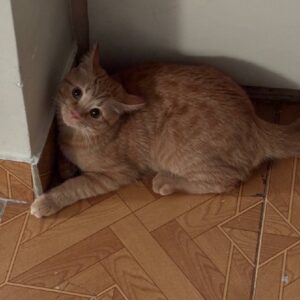 واگذاری گربه