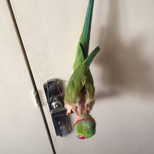 این پرنده نزدیک به ده سالشهذو مریض پریده از بالکن