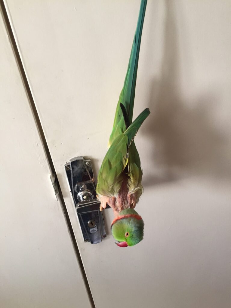 این پرنده نزدیک به ده سالشهذو مریض پریده از بالکن