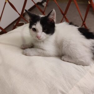 واگذاری بچه گربه