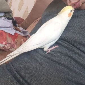 عروس هلندی گمشده در محدوده ی اقدسیه مشهد