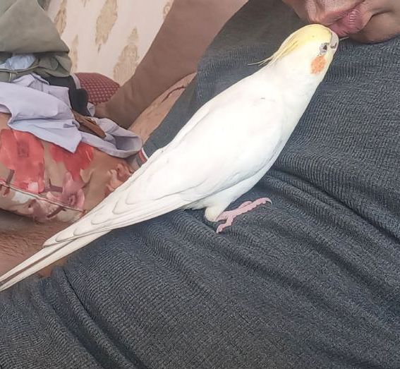 عروس هلندی گمشده در محدوده ی اقدسیه مشهد