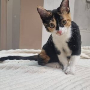 واگذاری رایگان بچه گربه