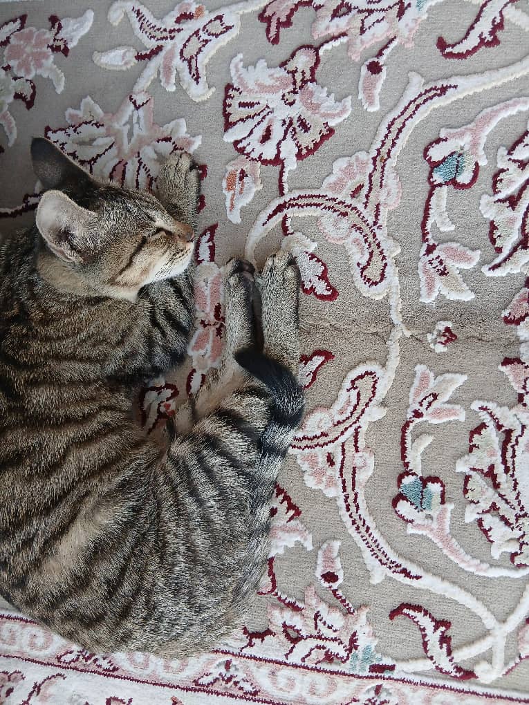 موچول خانم ۵ ماهه