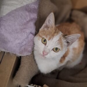 گربه ملوس نارنجی