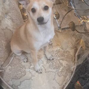 سگ ۳ماه سایز کوچیک