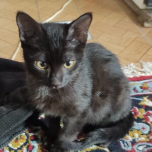 گربه مشکی دو ماهه