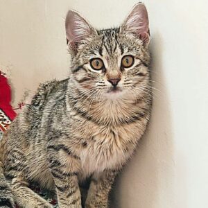 واگذاری بچه گربه