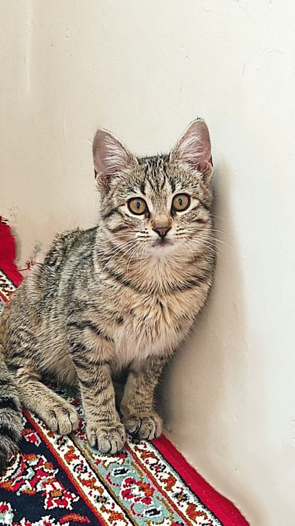 واگذاری بچه گربه