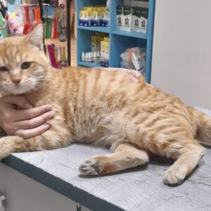 گربه نر نارنجى مهربون و آروم